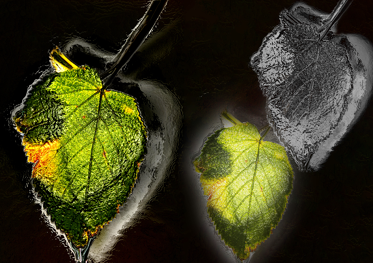 Leaf_structure_study_3